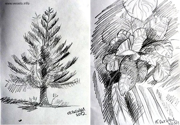 Зарисовки растений и деревьев