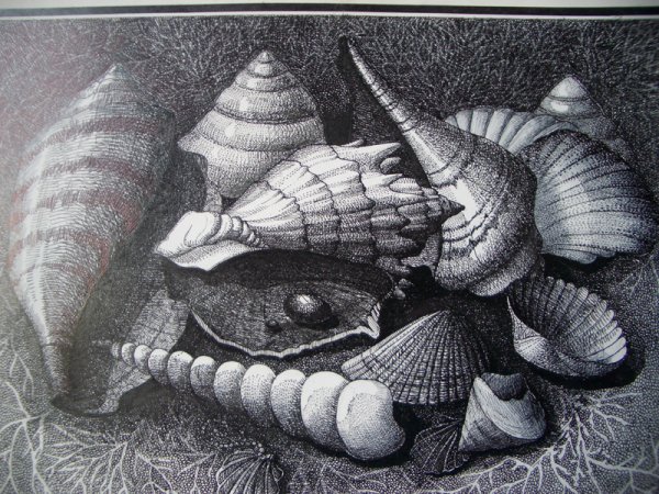 Ракушка Графика