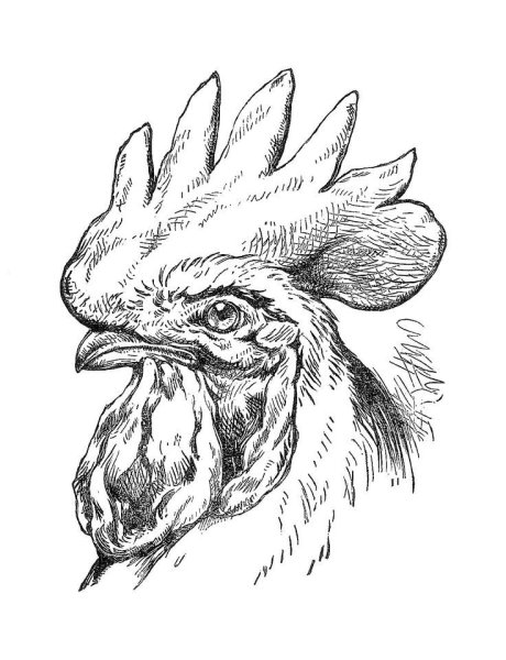 Петух набросок