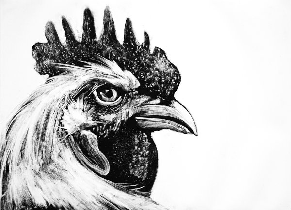 Петух рисунок Графика