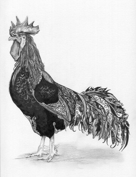 Петух скетч карандашом
