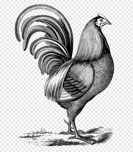 Петушок рисунок