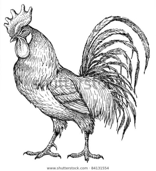 Петуха линейно