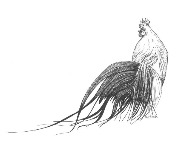 Петух рисунок карандашом
