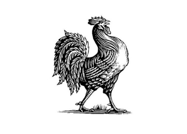 Петух рисунок гравюра