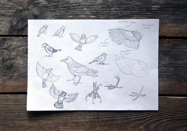 Крохотная птичка рисунок карандашом