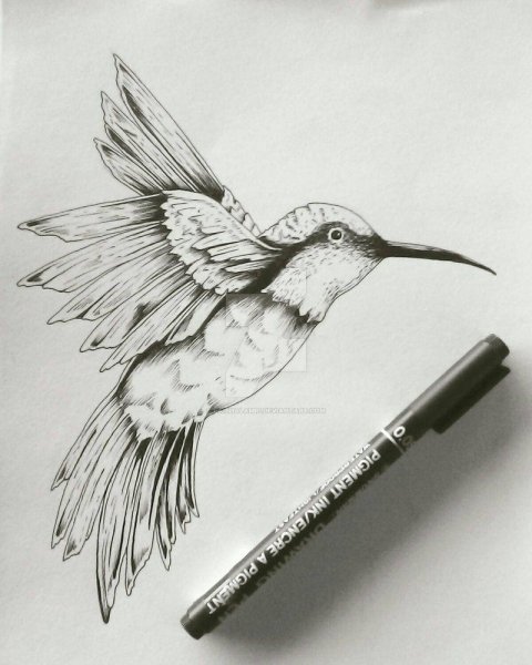 Колибри карандашом