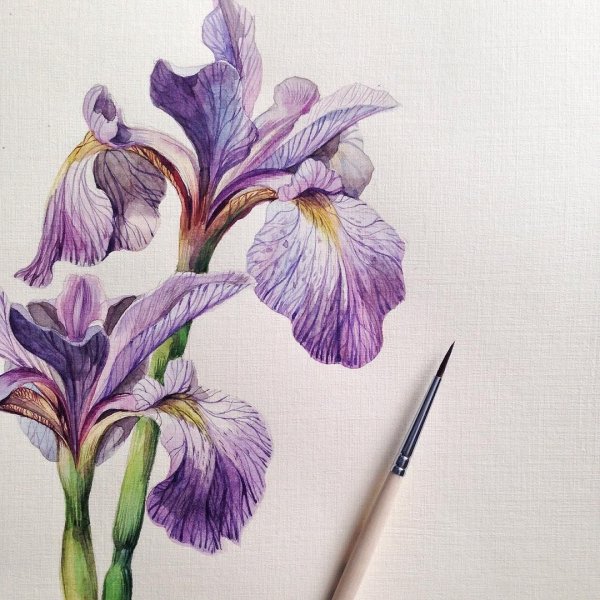 Ирисы для срисовки