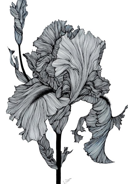 Ирис стилизованный