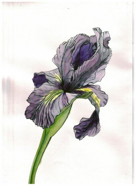 Ирис акварель и линер,