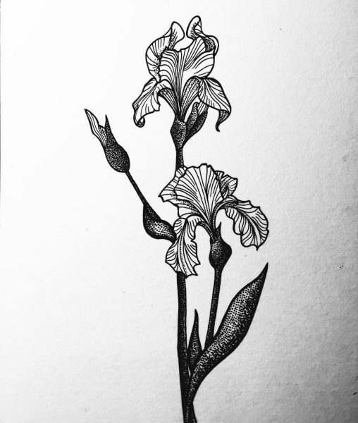 Стилизация растений Ирис