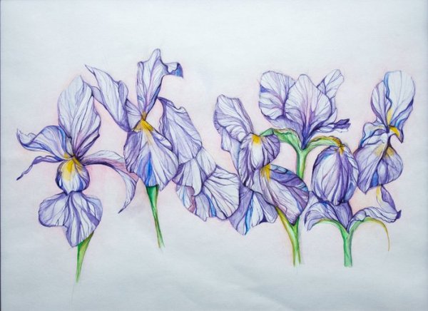 Ирисы в гунби