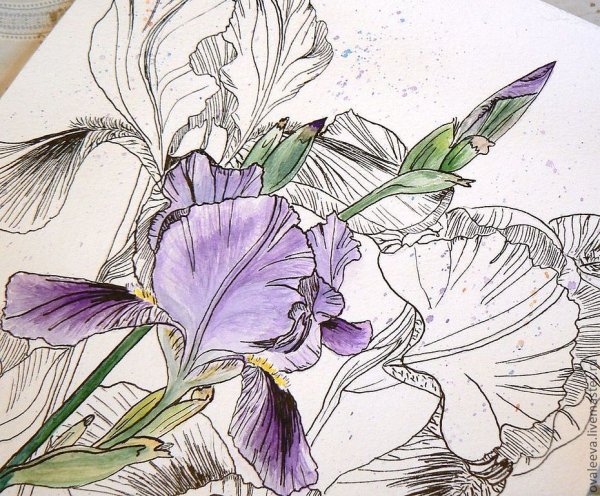 Постер Ирис