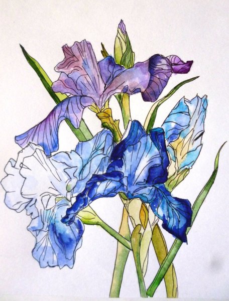 Скетчинг акварель Ирис