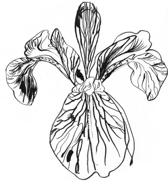 Ирисы карандашом в скетчбук