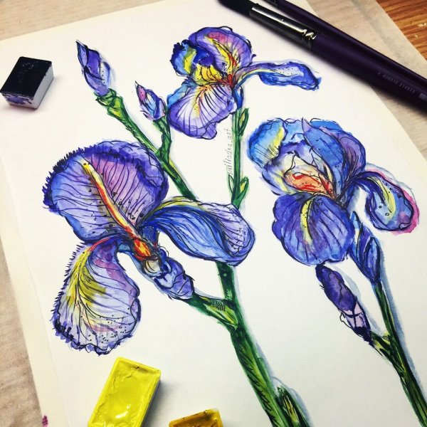 Цветок ириса