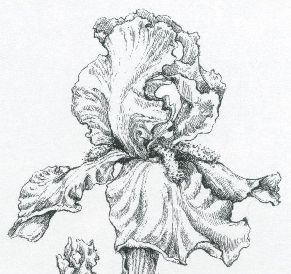 Ирис Ботаническая иллюстрация