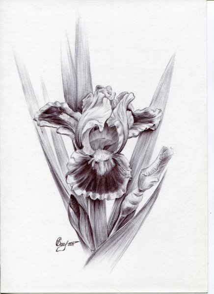 Ирисы тату эскиз