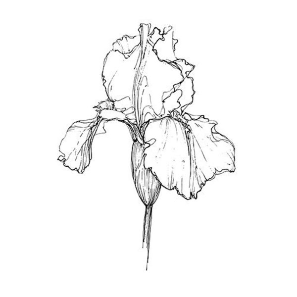 Эстамп ирисы Модерн Шехтель