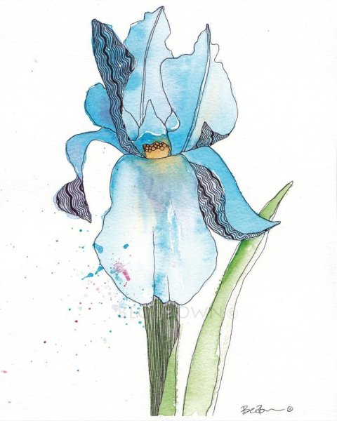 Ирис скетч акварель