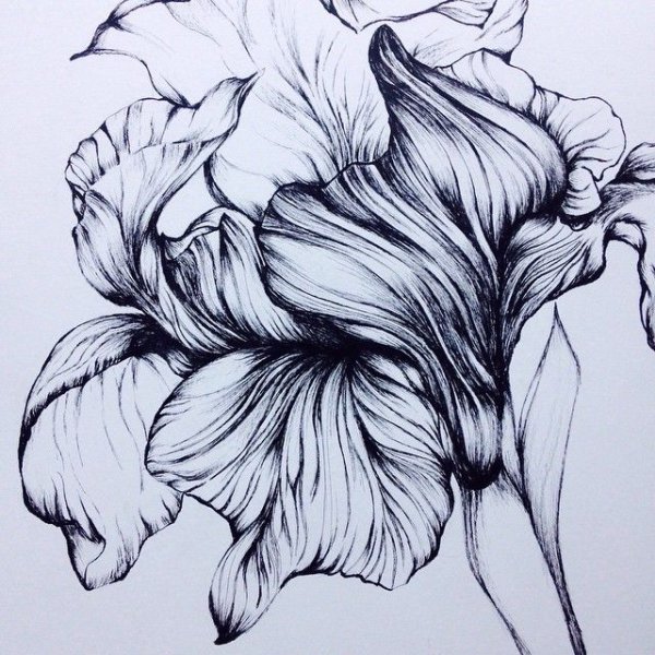 Ирисы цветы карандашом