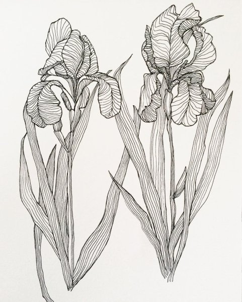 Эскизы для рисования акварелью