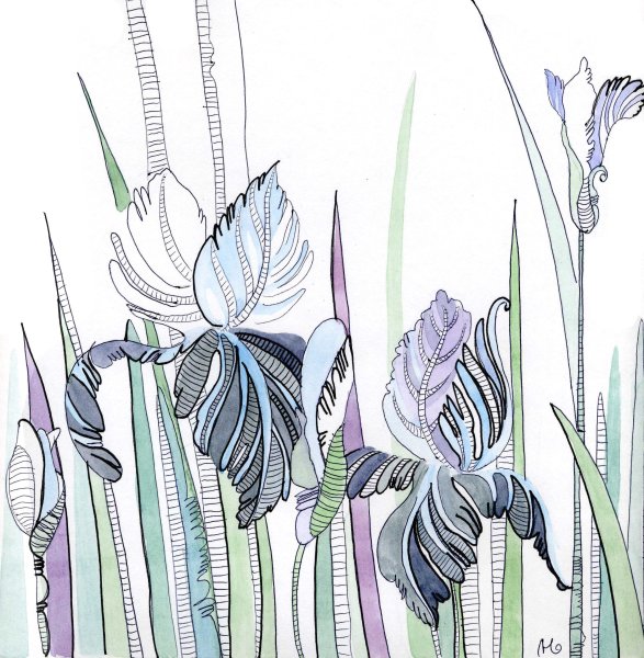 Ирисы скетч