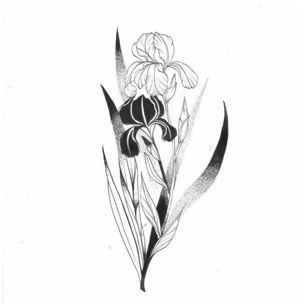 Скетч ирисы акварель