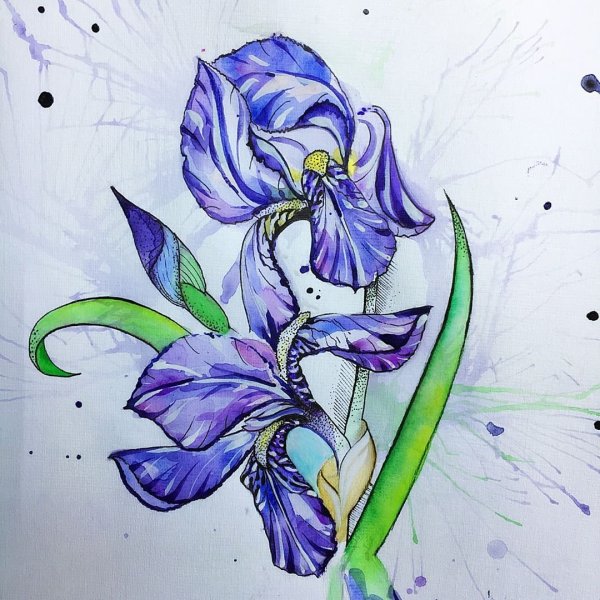 Ирисы скетчинг