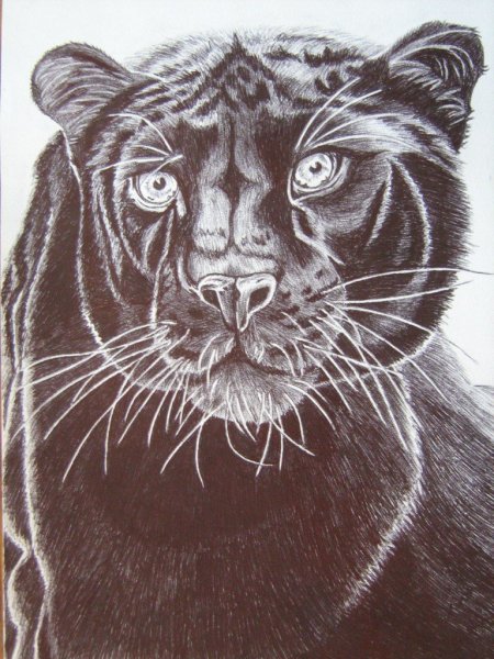 Рисунки пантеры карандашом реалистичные
