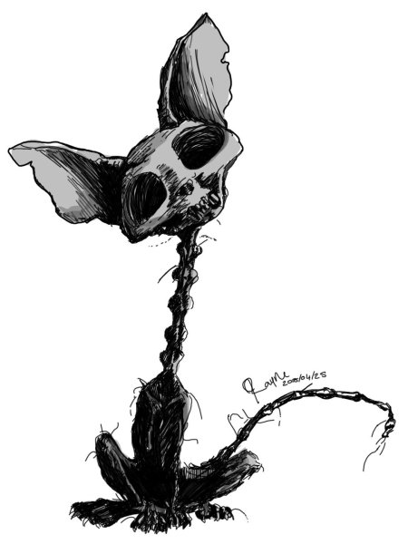 Череп кошки