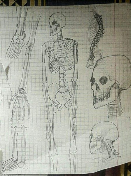 Скелет для скетчбука