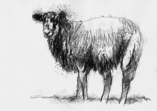 Овечка набросок