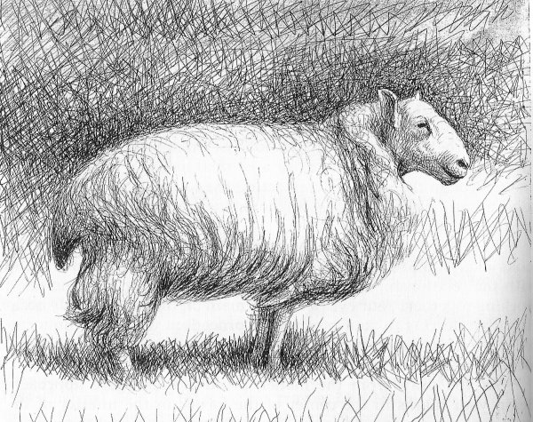 Овечка набросок