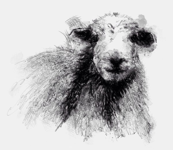 Баран Графика