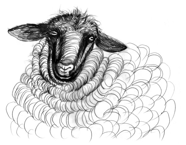 Баран рисунок карандашом