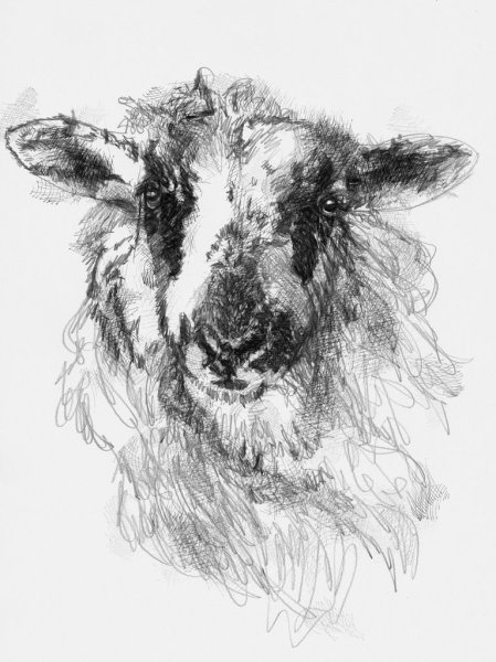 Наброски овец