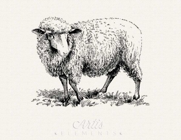 Барашки в графике