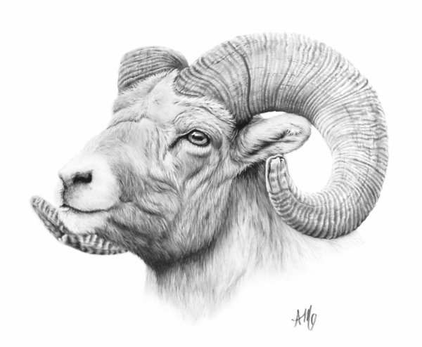 Баран карандашом