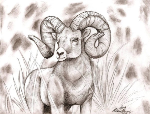 Овен карандашом