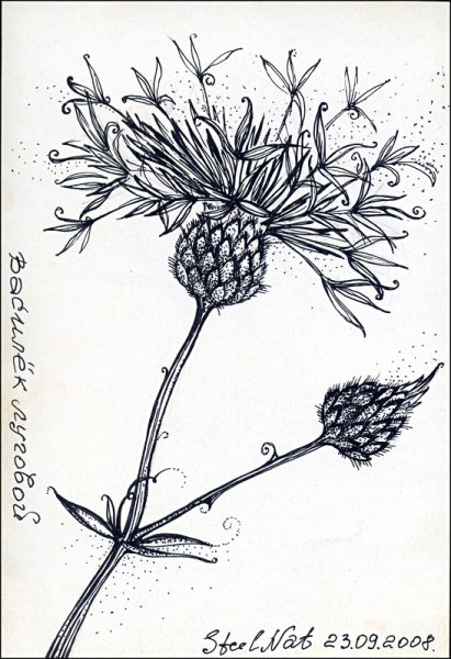 Графические зарисовки трав