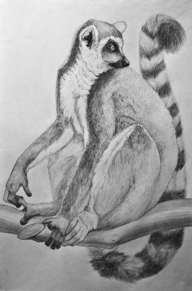 Лемур рисунок