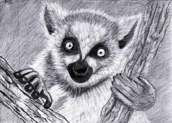 Лемур карандашом