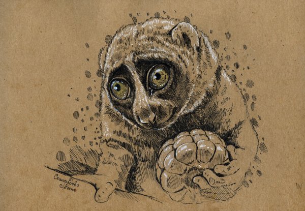 Лемур рисовать