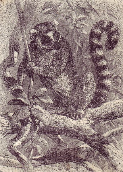 Лемур карандашом