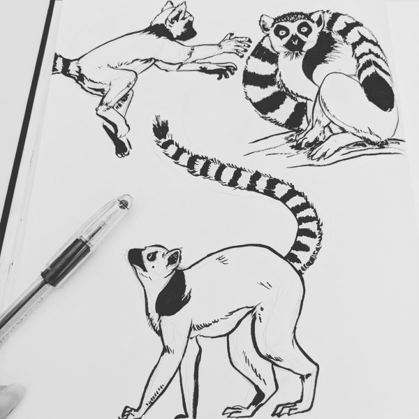 Лемур Графика