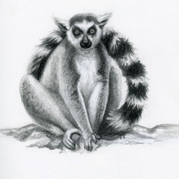 Лемур Графика