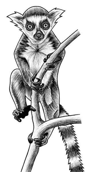 Лемур тату эскиз
