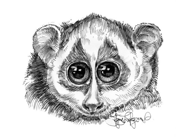 Лемурчик Лори