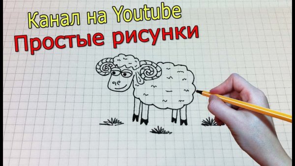 Баран рисунок карандашом легкий